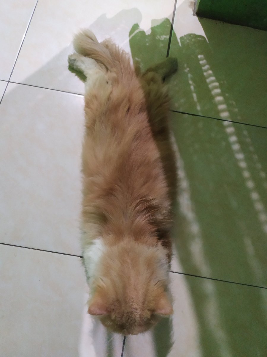 agung cahya fateha tweet media