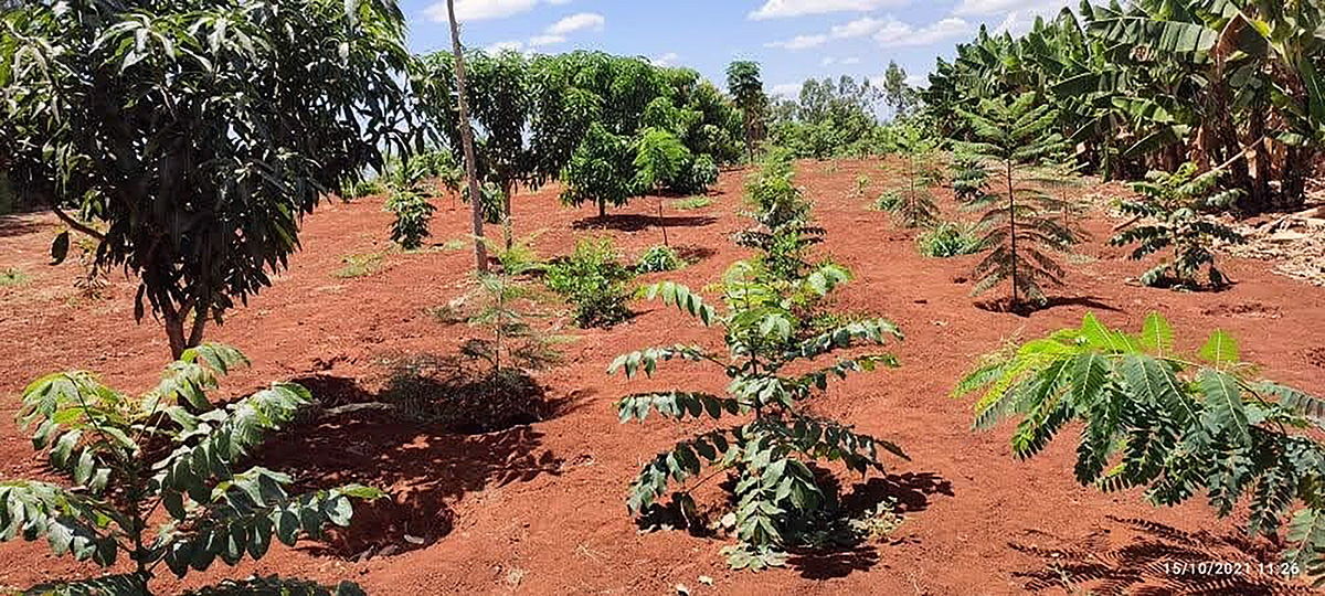 biobest_global's tweet photo. #FunFactFriday Did you know that Real IPM Kenya is playing its part in helping to reduce greenhouse gases with a major tree planting exercise at both its sites in Kenya? π³π³π³
#realipm #kenya #treeplanting #planttrees #climatechange #gogreen #didyouknow #biobest #biobestgroup https://t.co/GwhOHyakNH