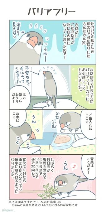 本当は白内障になるまえに小さめのバリアフリーカゴに変える予定だったのですが急になってしまいまして。

きんたさん、なんとか新しいカゴに慣れてくれてよかったです。
#Buncho #javasparrow #文鳥 