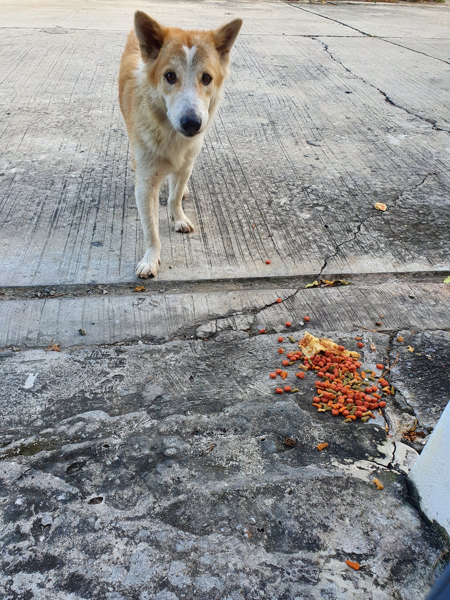 ODDO_Captain's tweet photo. Give some food for Stray dog https://t.co/iYhrtm6VA4