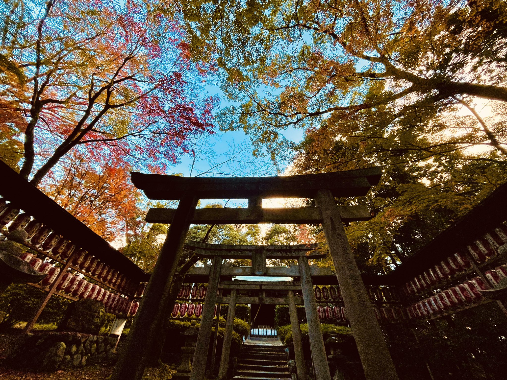 大原野保勝会 京都西山 向日神社に行って参りました 神社には保勝会で実施している 京都西山紅葉ラリー にもご協力いただいています 拝殿の周りは真っ赤に色づいており 紅葉のトンネルでした ほんとに京都西山は紅葉真っ盛り 皆さまこの週末はぜひ