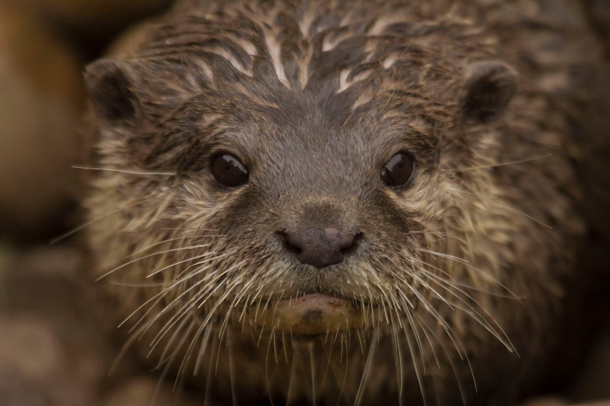 WEATHER WARNING: As high winds are predicted for Saturday 27 November 2021, we strongly advise that you check the Park's Facebook page, Instagram, Twitter feed or website ahead of your visit - thank you.