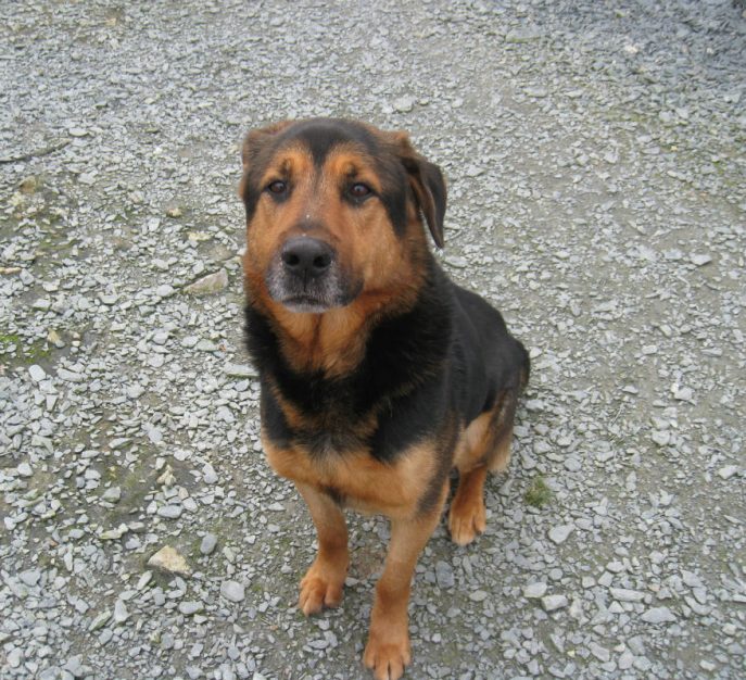 AdoptionsUk's tweet photo. Please retweet, this week I have heard from 2 small charities that are overwhelmed by the numbers of people wanting to give up their pets. One had a waiting list of pets to come in, another said they were getting 50 emails a day to give up dogs. PLEASE SUPPORT YOUR LOCAL SHELTERS https://t.co/N9VVfe6XI2