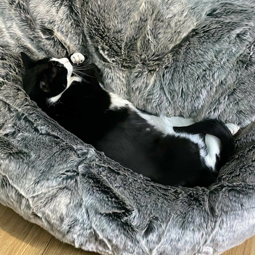 krider2010's tweet photo. My office mate appears to be snoring. I am jealous of the relaxation levels he’s achieved! #remotework #felix #catcoworker https://t.co/kKDhaeOw2R https://t.co/0uYgfew6oU