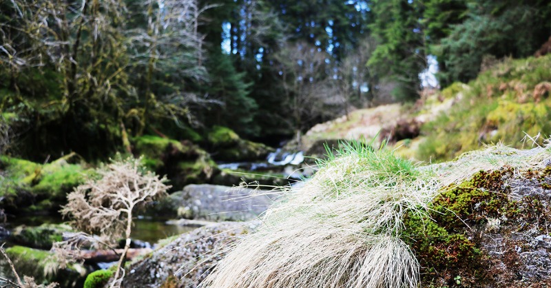 FSCUK's tweet photo. Play a part in revising the standard for #FSCcertification of responsible #ForestManagement in the UK and the framework providing guidance on the management of #HighConservationValues
Closing date: 30 November 2021