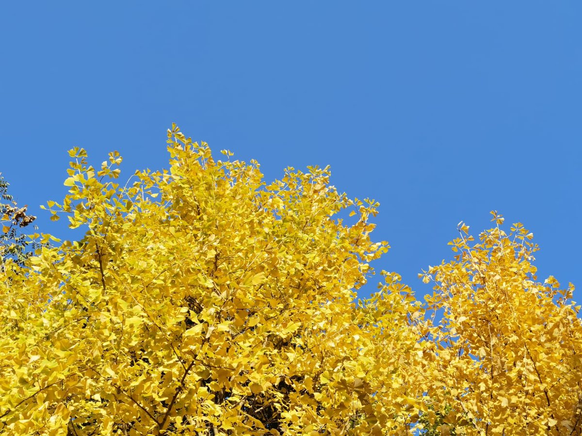 YellowCraneT's tweet photo. The beautiful autumn color palette of The Yellow Crane Tower! Enjoy!!! 🍁🍂 https://t.co/ExHxYXLWHE