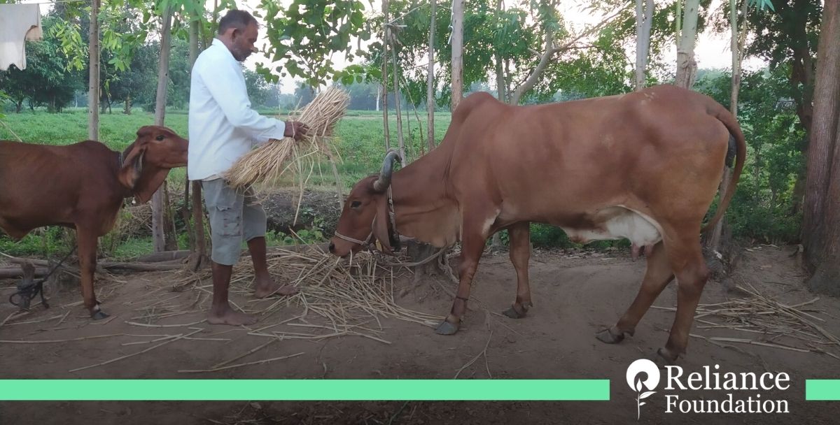 ril_foundation's tweet photo. Expert information and timely support from Reliance Foundation Information Services has helped Gujarat’s Maganbhai Thakor practice natural farming techniques for a sustainable harvest. #RelianceFoundationTransformingLives #informationsupport #informationservices https://t.co/w2gwjn2FXD