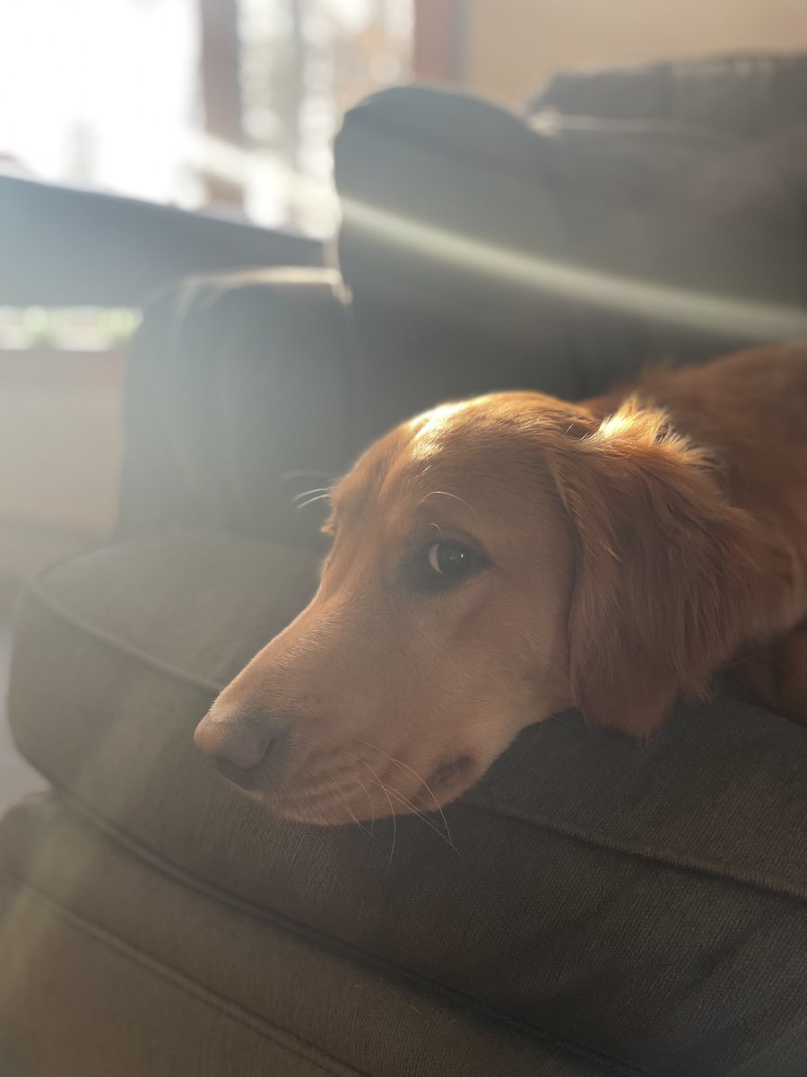 I have been writing Rails for 13 years and I still refer daily to its API docs, guides, and google error messages it produces all the time. It’s amazing to see how hostile to junior engineers one can become as a reminder to never be that way. Anyway here’s my I have no idea dog.