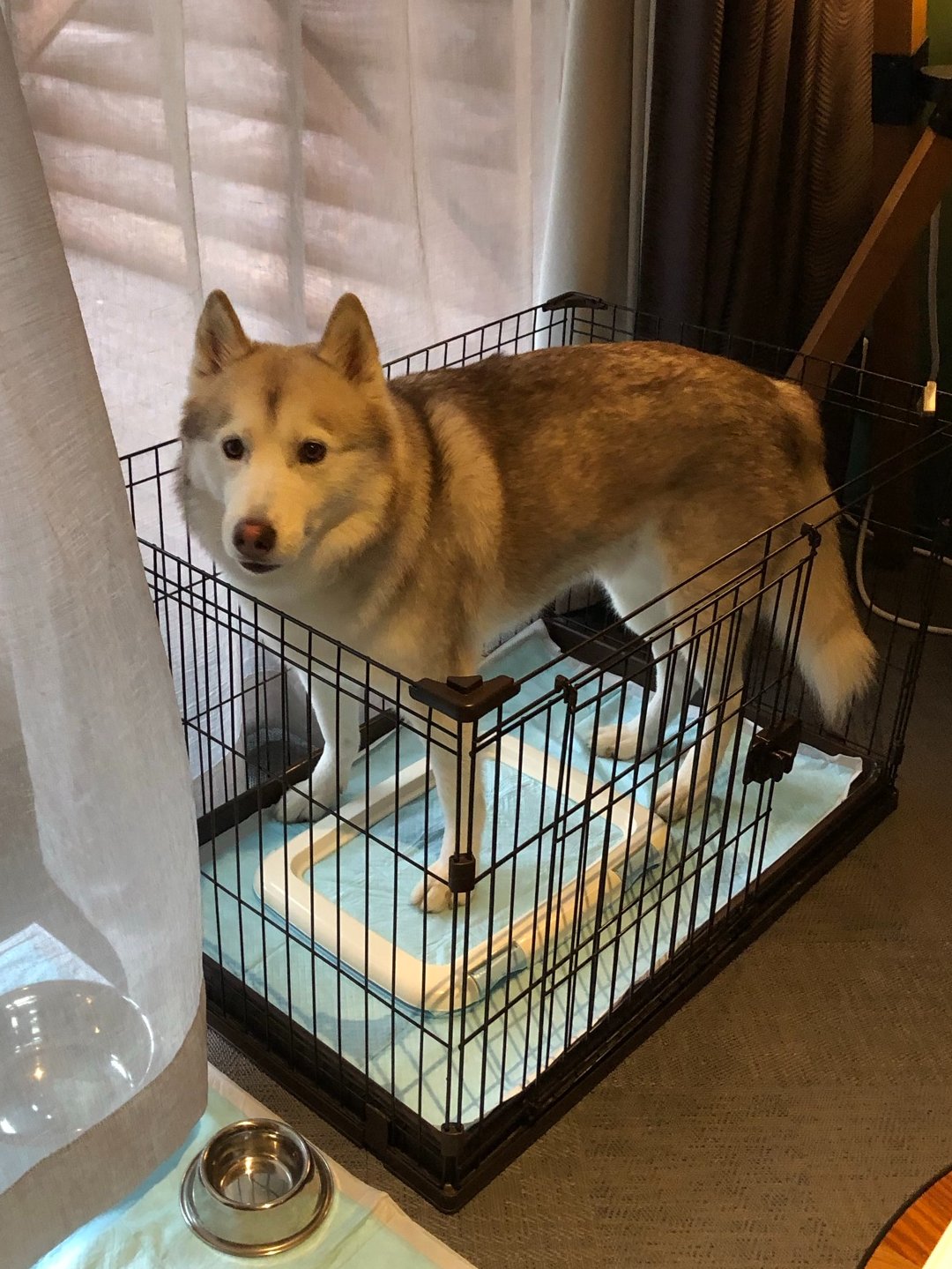 ヴィヴィアン シベリアンハスキー やめなさい と言っても いう事を聞かなかったハスキー犬の末路 君じゃ無理なんだよ そもそも室内でトイレしないのに なんで入った まぁ 不思議そうな 困ったような顔してたから 抱っこして救出したよ