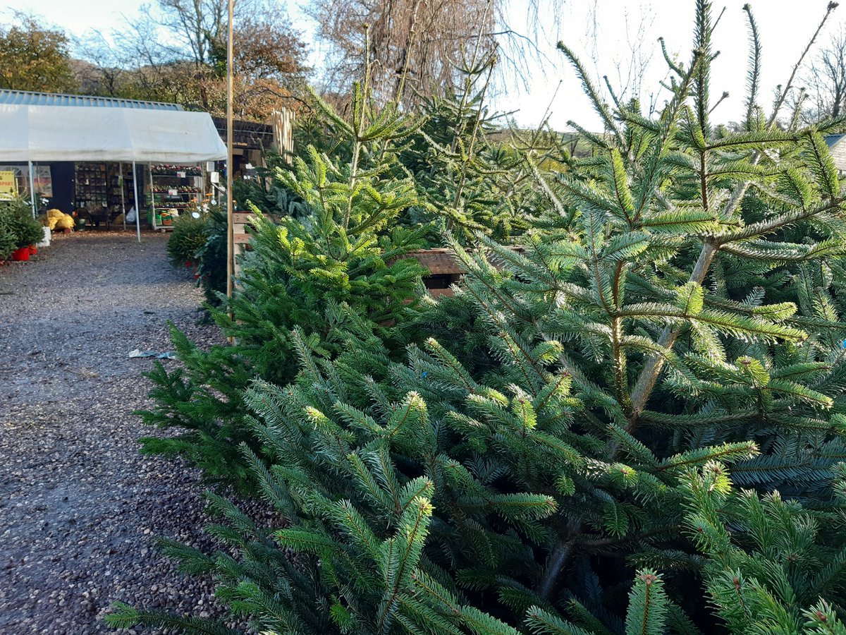 Buy a #DevenGrown Christmas tree from us this December and get a £5 voucher to spend on your gardening needs in the new year🎄(T&amp;Cs apply) #Christmas