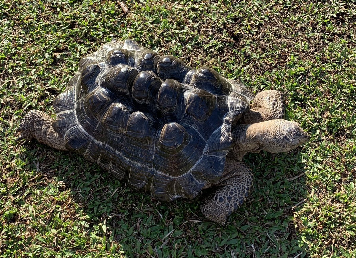 LindyLouMac's tweet photo. This magnificent tortoise was taking exercise in the park at the velodrome this afternoon, with his owner of course. #fmsphotoaday #fms_dark #tortoise #hongkong https://t.co/8Wx0UI1ZUQ
