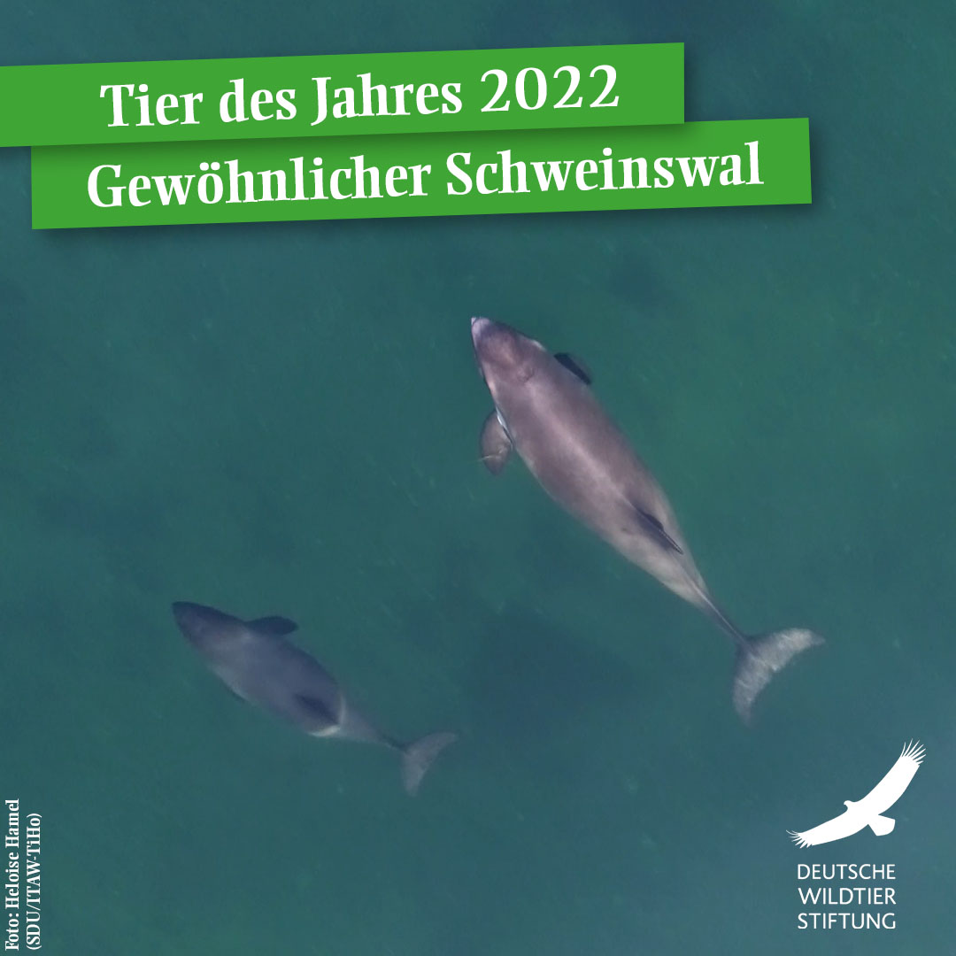 DeWiSt92's tweet photo. Tier des Jahres 2022 ist der Schweinswal #whales #northsea #tierdesjahres #kielerförde #slyt #ostsee https://t.co/ujZCgFYmqr