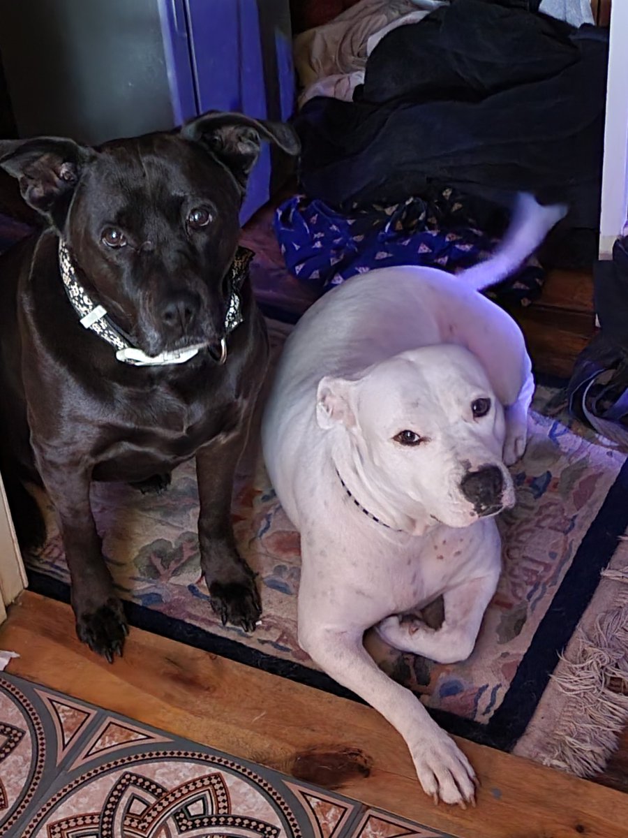 wesleytyler's tweet photo. Ninja and Meg. #ninjadogmb #megdogmb #dogsoftwitter #dogsofmyrtlebeach https://t.co/ldmOmvuqEB