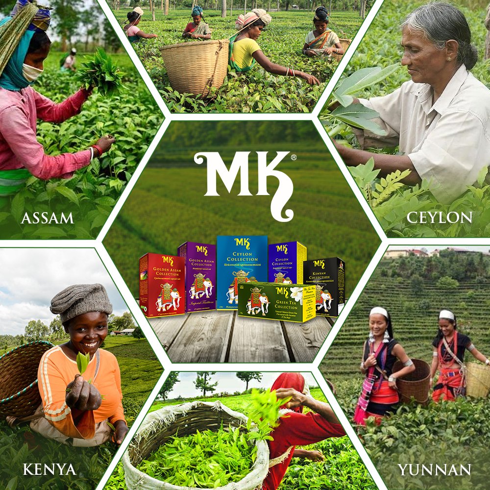 MKteaglobal's tweet photo. Relish the rich flavours of hand picked collection from the well known tea estates of Assam, India, Kenya, Yunnan, Ceylon brought to you by MK Collection. Available at all leading online and offline stores. #mktea #mkcollection #tea #russia #tea #teablends #assamtea #ceylontea https://t.co/51CcyRbnop