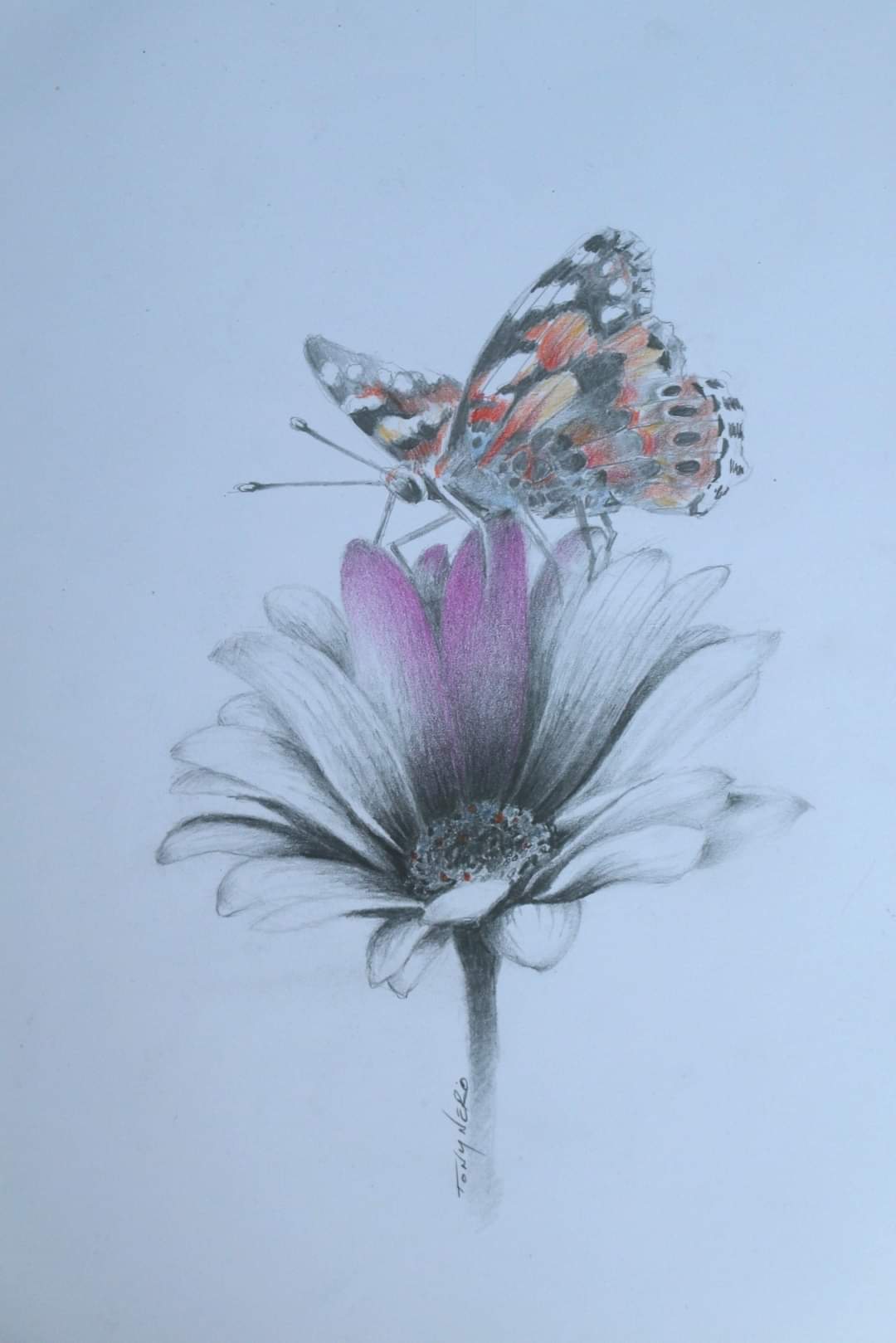 Pencil Drawings Of Butterflies On Flowers