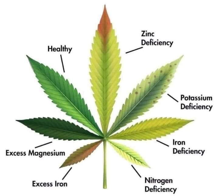 abbyliu6688's tweet photo. Different planting ways result in different colors. #LEDgrowlights #indoorfarming #healthy https://t.co/6YeFFZnDwc