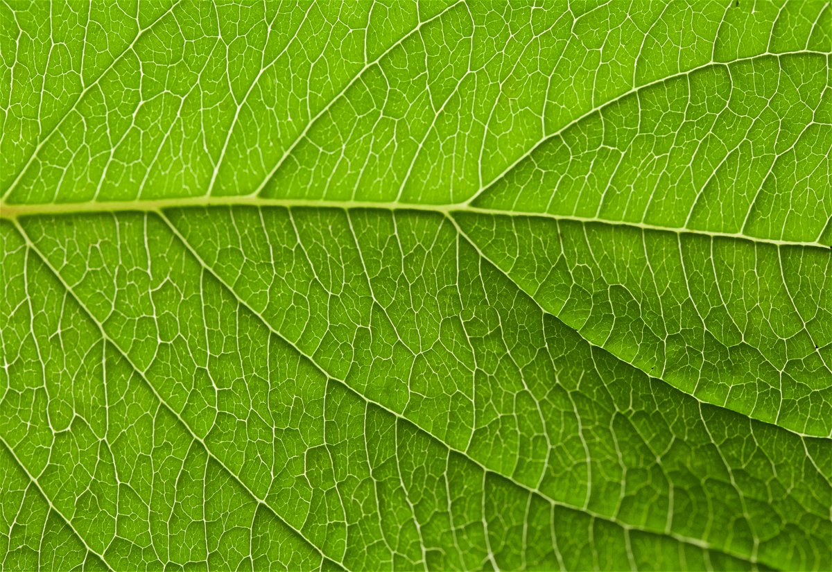 NatRevMaterials (@natrevmater) on Twitter photo We know quite a bit about nanoparticle interactions in mammalian cells. But what about plants? New Research Highlight on a <a href="/NatureNano/">Nature Nanotechnology</a> paper by <a href="/Landry_Lab/">Landry Lab</a> reporting the interactions of siRNA-gold nanoparticles in plant leaves - and yes, they are different go.nature.com/3HXtTLu We know quite a bit about nanoparticle interactions in mammalian cells. But what about plants? New Research Highlight on a <a href="/NatureNano/">Nature Nanotechnology</a> paper by <a href="/Landry_Lab/">Landry Lab</a> reporting the interactions of siRNA-gold nanoparticles in plant leaves - and yes, they are different go.nature.com/3HXtTLu