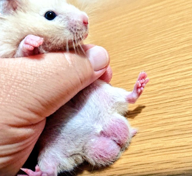 青空 Ar Twitter Rt Fujisimamanjuro 過去画像 ぷっくりオタマ キンタマキラキラ金曜日 ハムスター ハムスターのいる生活 キンクマ キンクマハムスター ふじまんファーム T Co Krarrtfsh9 Twitter