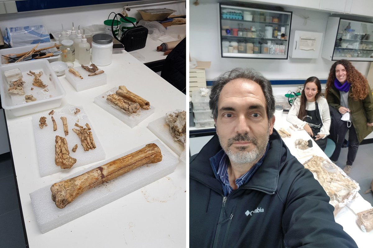 ManuelSalesa's tweet photo. At the Preparation Lab of @mncn_csic with @yre_mar @Gemmula and interesting fossils of hyaenas, felids and horses from the 2.56Ma site of El Rincón-1 (Albacete) @culturaenclm #FossilFriday #NaturalHeritage #ConservadoresRestauradores #Paleontología #Palaeontology #Paleontology https://t.co/bflMLd3rQb