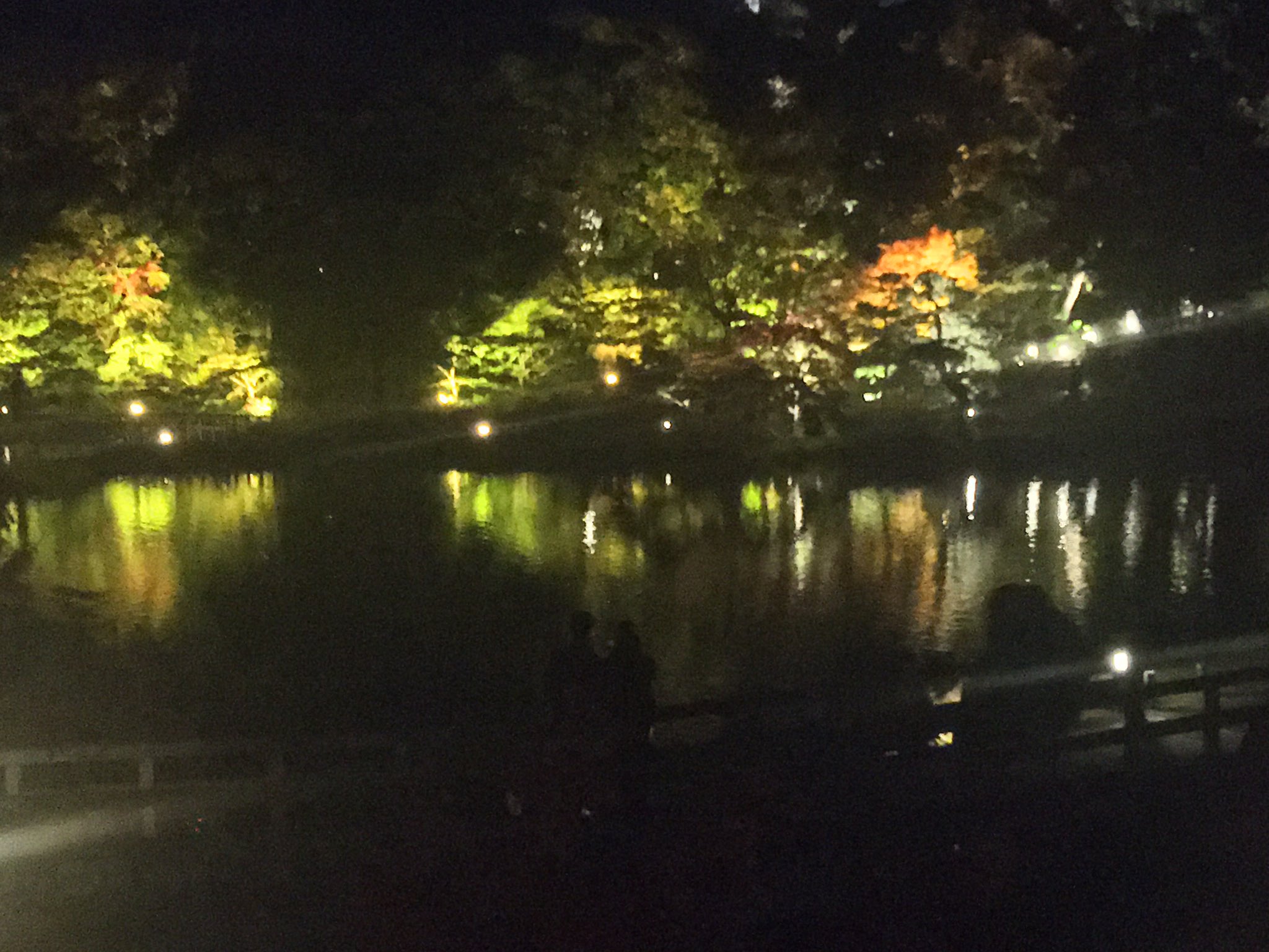 白鳥庭園 椿をあそぶ 2 11 12 二大庭園 夜間開園中 東区にあります 徳川園でも12月3日 金 5日 日 は ライトアップを開催しております 徳川園の方が30分程閉園時間が短いですので来園予定の方はご注意ください 日本庭園 ライトアップ 二大