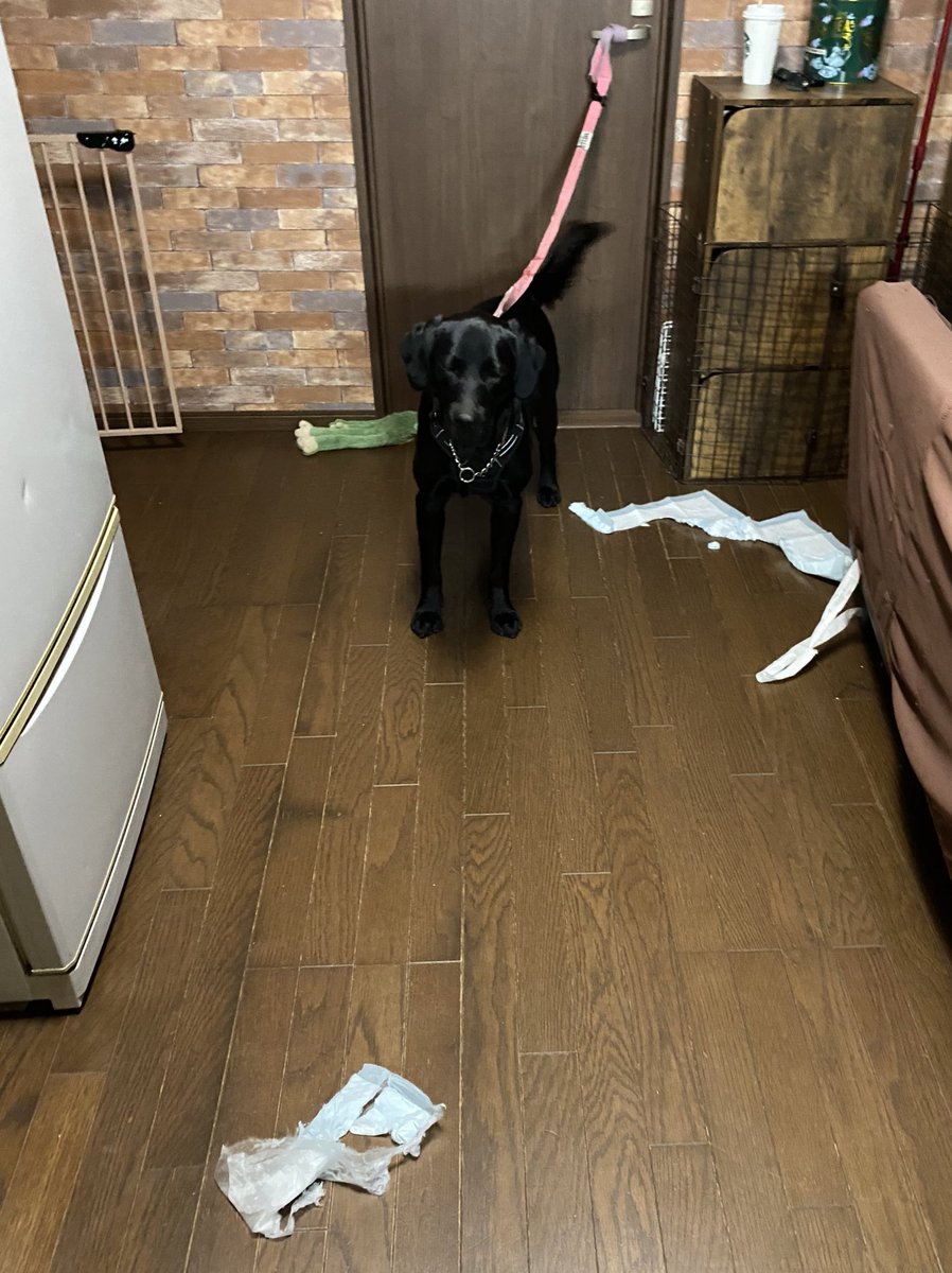 できる限りの力を尽くした 犬さんは行動制限にも負けない どんないたずらが好きか飼い主さんに聞いた ブリーダーナビ