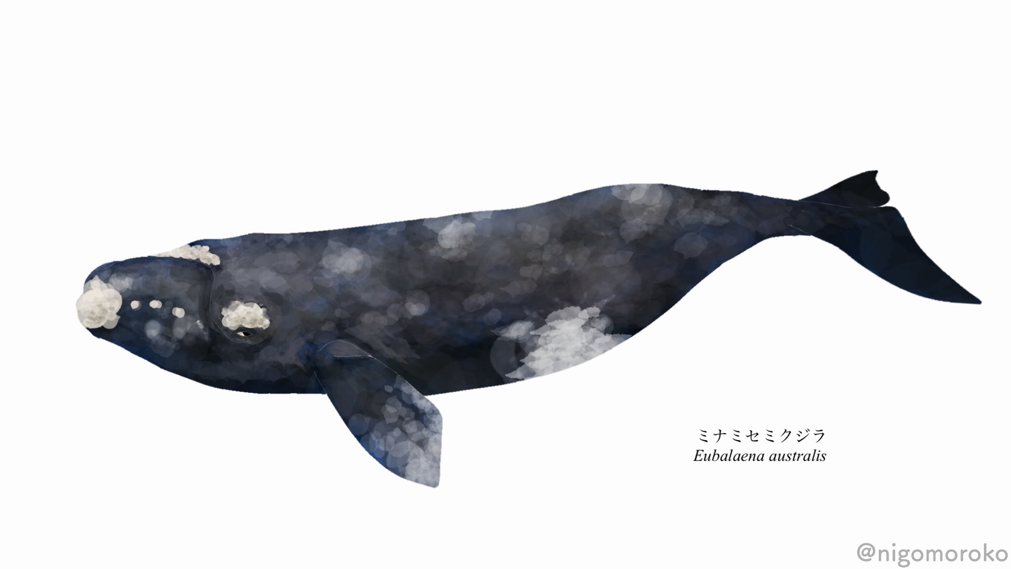 さとし工房 Pa Twitter Rt Nigomoroko ミナミセミクジラ T Co Vqdqblyero Twitter