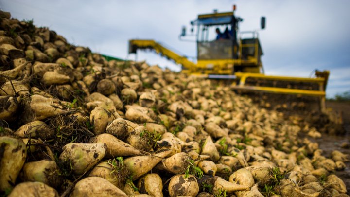 Growing sugar beet in Scotland and processing it at a new biorefinery could help the country become self-sufficient in bioethanol production, creating new jobs and safeguarding existing ones in the chemicals sectors, according to a new economic analysis: thechemicalengineer.com/news/sugar-bee…