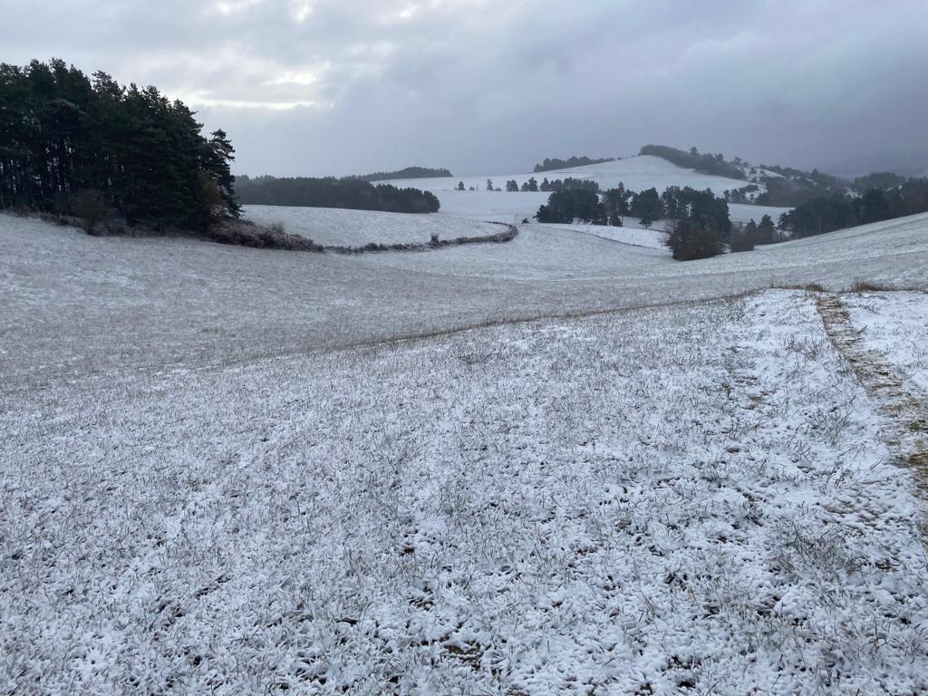 Ya ha llegado la anunciada nieve... ¡Nuestras bellas están a buen recaudo! #Abaurrepea #ValledeAezkoa #pirineonavarro #agroturismo #razapirenaica