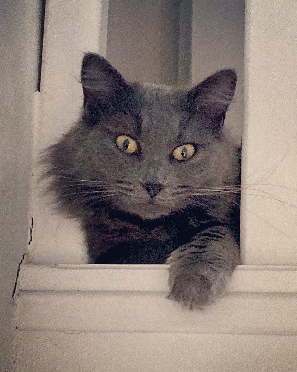 Déjà 2 mois qu’il est avec nous 😻