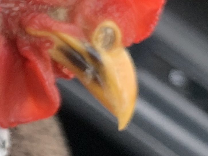 こんな感じで鼻クソが詰まって硬くなってしまったのですが、取り方や、とってもらえるような病院等ご存知の方がいらっしゃいましたら教えてください😢😢
#鶏 #ちゃぼ ＃鼻くそ #鼻 #碁石チャボ