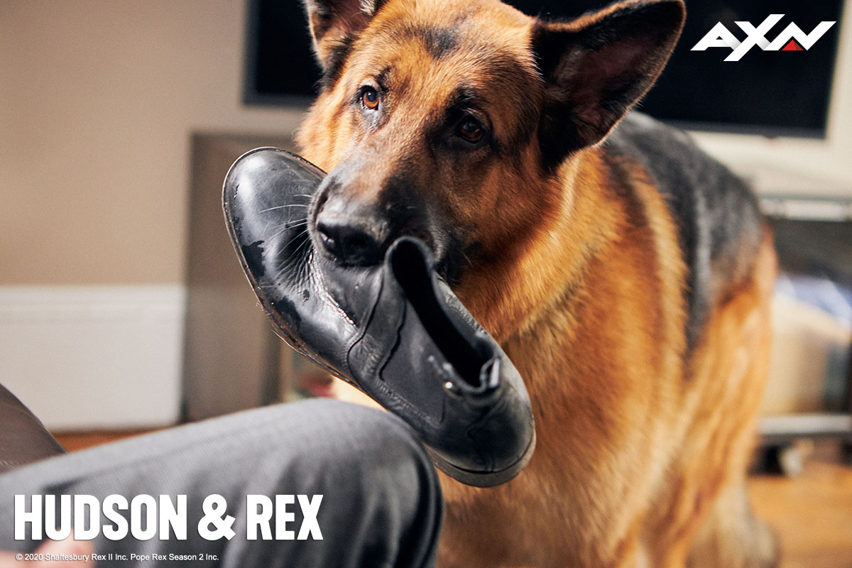 axnasia's tweet photo. As the season comes to an end, let's take a look at Detective Charlie and Rex's most adorable moments on the job! 🐾 Send some virtual treatos and show this paw-some duo some love. ❤
📺 Hudson & Rex | Season finale TONIGHT at 8.50PM (7.50PM JKT/BKK).
#AXNHudsonAndRex https://t.co/mAed1BKYgk