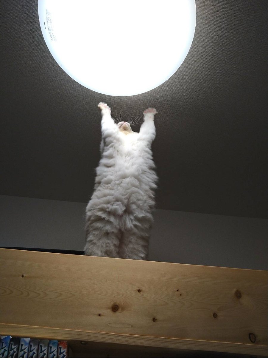 モフモフの猫さんが天に向かって伸び上がり 特大の元気玉を作ってる 地球は吹っ飛びそうだが可愛いので元気集まる Togetter