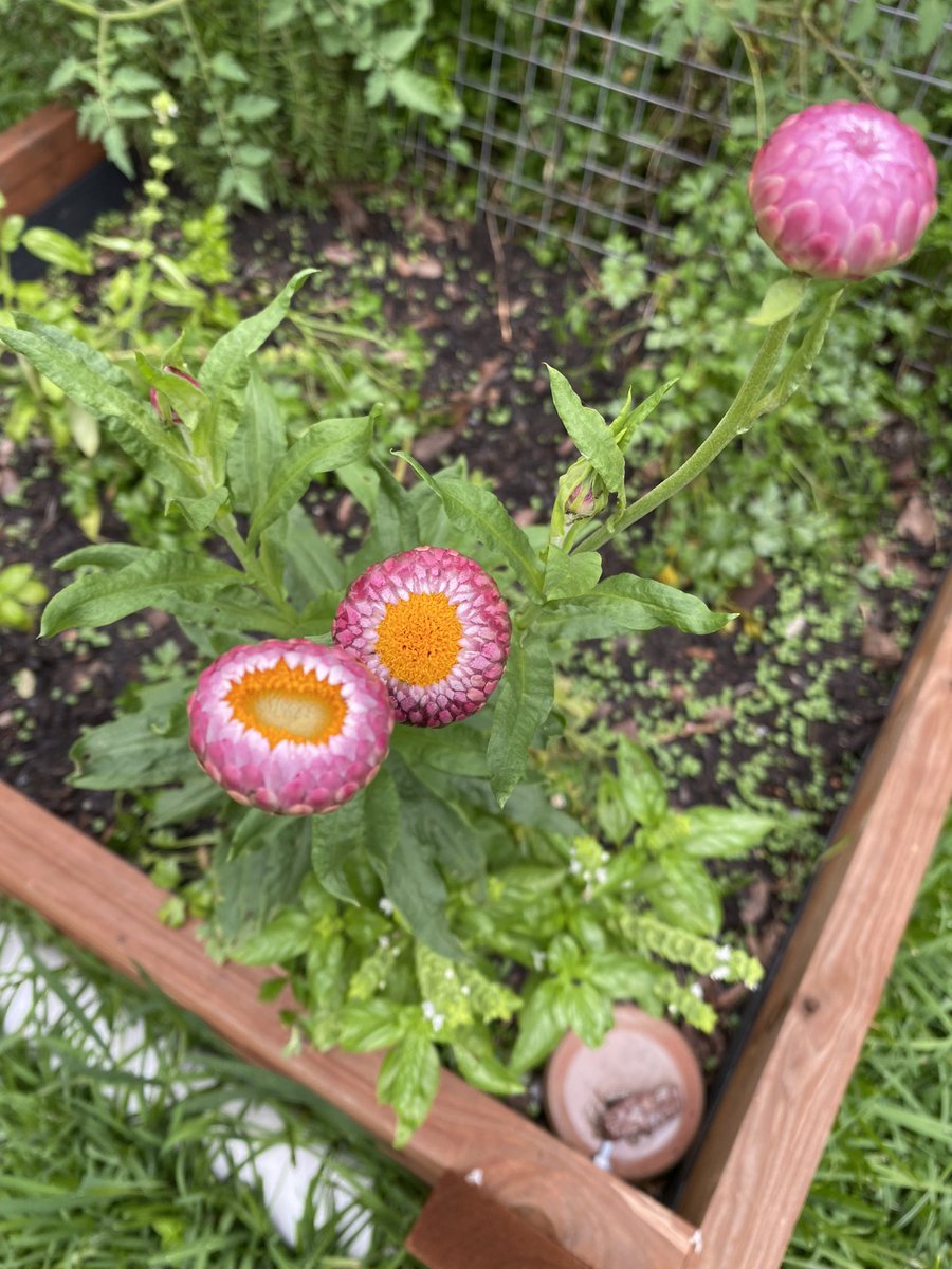 gertgeyer's tweet photo. @teamswiftparrot The seeds you sent (early this year?) have sprouted, here in Bris. Were tucked away tight though because of the rain today. https://t.co/49CfTgNM5v
