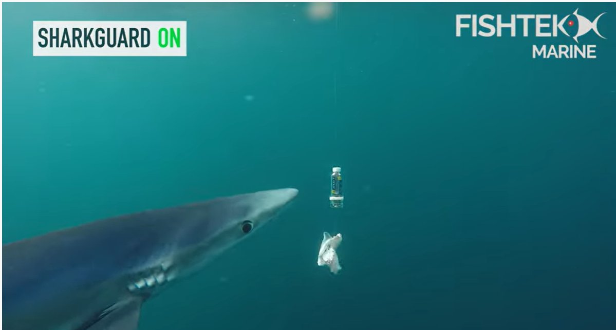 CleanCatchUK's tweet photo. 🦈 Curious to see how a #shark reacts to an electrical deterrent? 🤔
 
🪝 This video filmed off the coast of #Cornwall last year shows @FishtekMarine’s experimental "SharkGuard" being trialled on #fishing hooks with blue sharks. 
 
👉 https://t.co/SGRmgggRFZ https://t.co/ro4yayQf5d