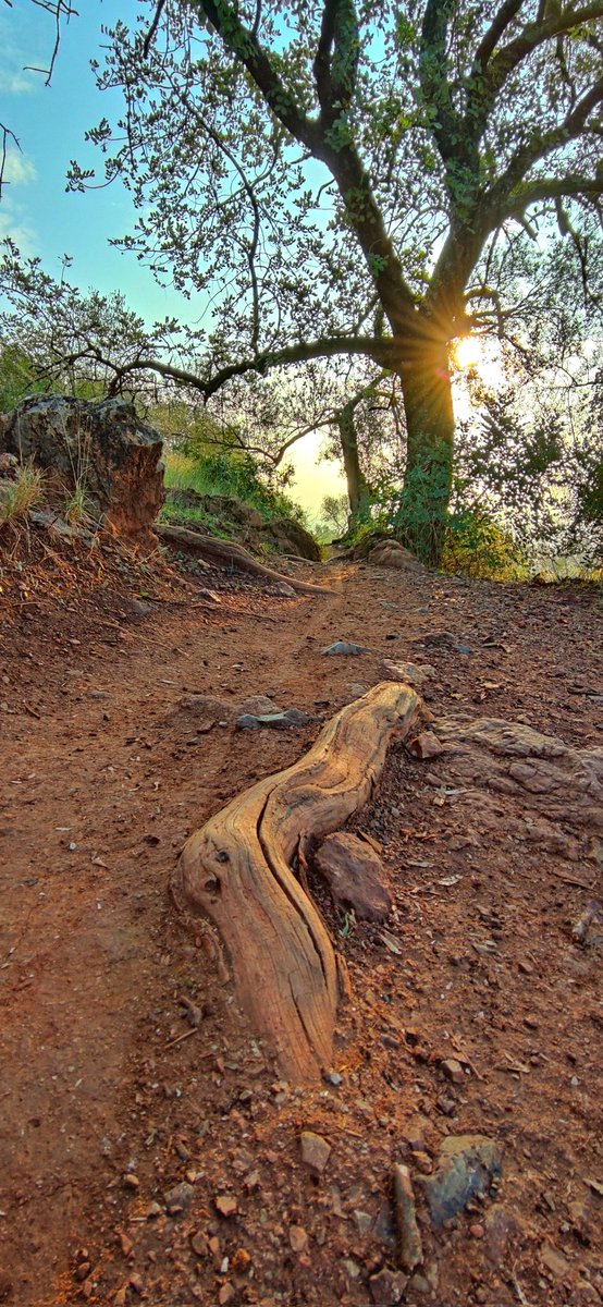 joluardi's tweet photo. Senda (El Patriarca, Córdoba) #senda #parh #senderismo #hiking #walking #paseos  #elpatriarca #SierraMorena  #cordoba #cordobaesp #sierradecordoba #raíces #roots #arbol  #tree #sol #sun #naturaleza  #nature #naturephotography https://t.co/SUSgFPF2ZT