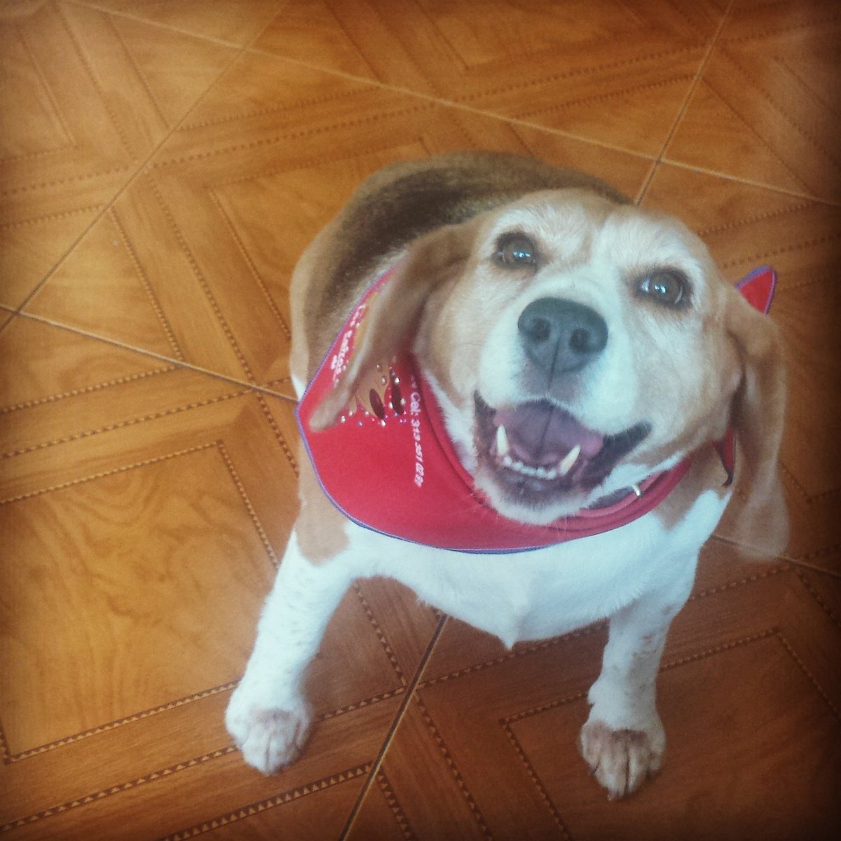 CaroForerog's tweet photo. Ella es Tequila! Adoptada, se fue al cielo de los perros el 22 de Diciembre del 2019,nos amamos profundamente @gloriadiazsalom @vibra_co https://t.co/9UstIwH0hA