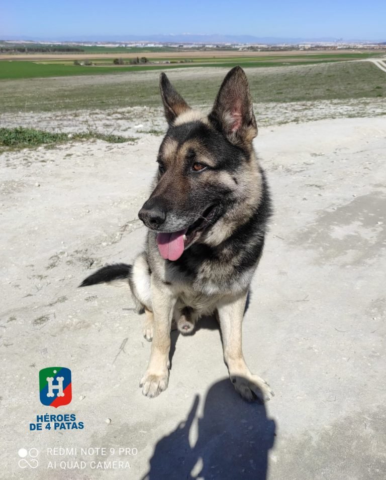 policia's tweet photo. Ya estamos poniendo fin al primer día del año ¿Qué tal si eliges un nuevo compañero en tu vida y #adoptaunjubilado de 
@heroesde4patas
? 

Ponte en contacto con ellos, amor sin duda no te faltará

We💙Animals
#Feliz2022

#AdoptaNoCompres 
https://t.co/DWR186MKcD https://t.co/GSVOqkaFa1