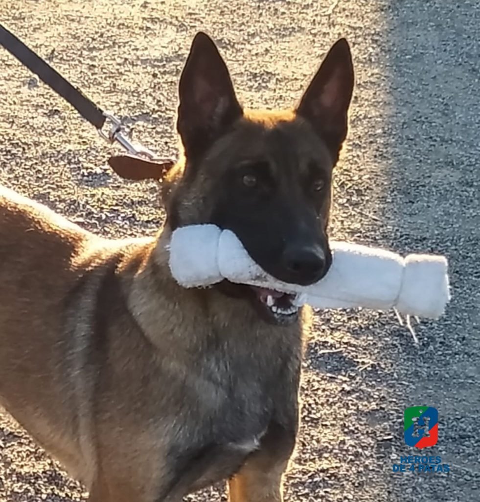 policia's tweet photo. Ya estamos poniendo fin al primer día del año ¿Qué tal si eliges un nuevo compañero en tu vida y #adoptaunjubilado de 
@heroesde4patas
? 

Ponte en contacto con ellos, amor sin duda no te faltará

We💙Animals
#Feliz2022

#AdoptaNoCompres 
https://t.co/DWR186MKcD https://t.co/GSVOqkaFa1