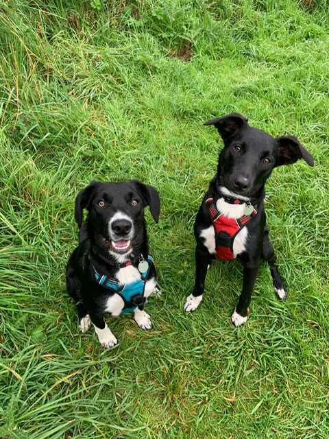 Did you know we have 24-hour access to emergency vet care, should it ever be needed. 

#petsitting #petsitter #dogwalking #dogwalker #derby