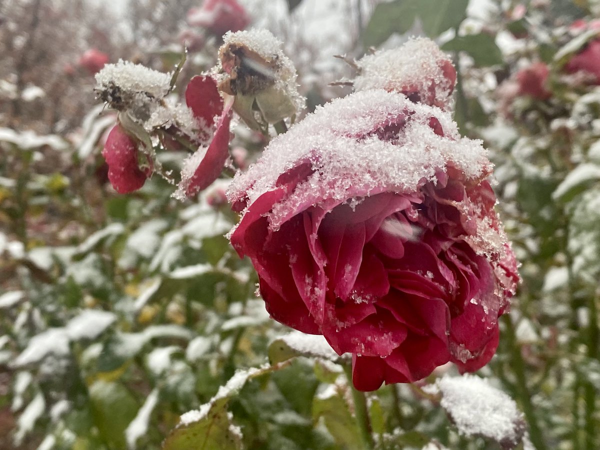 lou_lorenz's tweet photo. Vieles ist anders, als es einmal war. Meine kindliche Freude über Schnee bleibt. https://t.co/8AIUNOJoG8