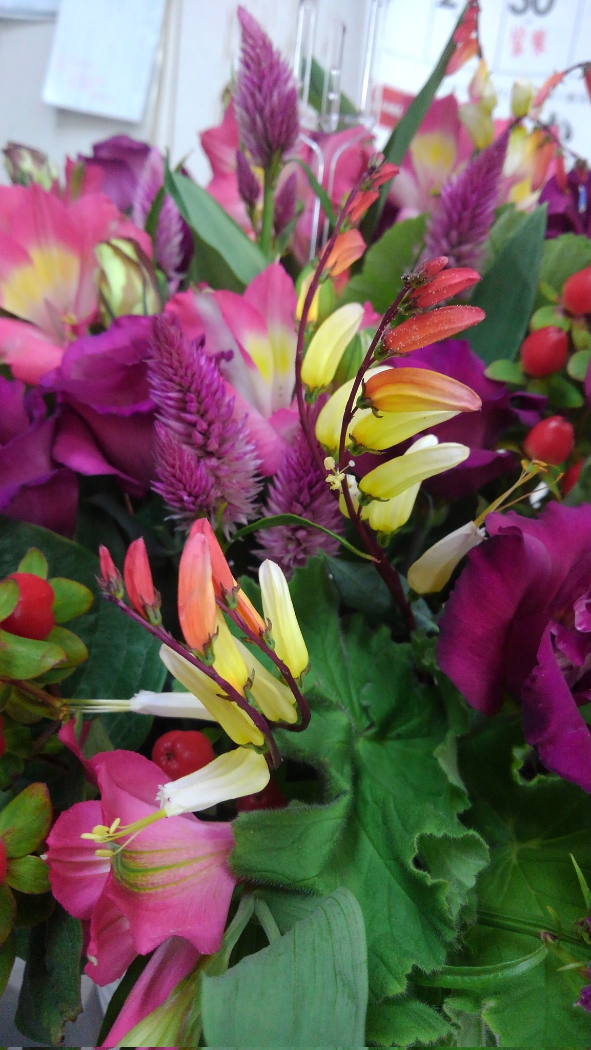 赤尾杉生花店 夜指定の配達完了 移動中が空いていて 戻りは予想より早かった 明朝の準備があるから そちらが一通り終るまで営業してます 東村山花屋 周年祝 ミナロバータ 写真中央 ヒルガオ科一年草 T Co Lxcztmvfzh Twitter