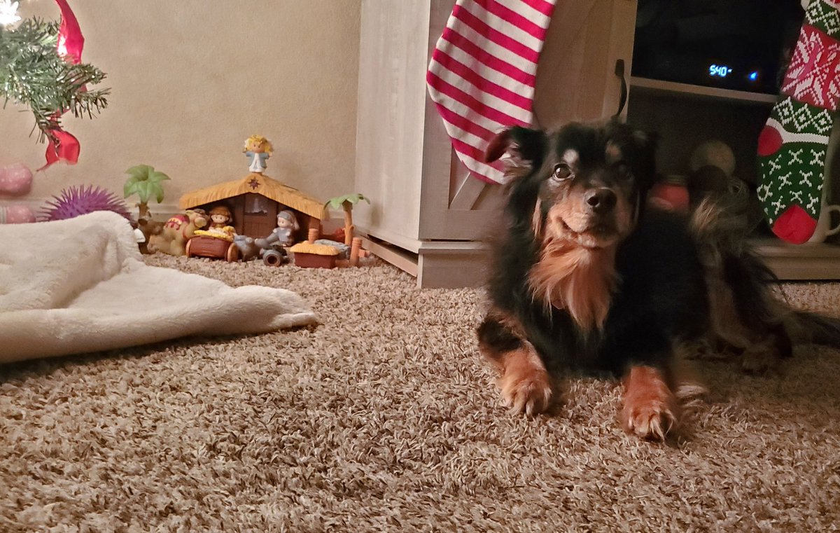 HazeltheDog1's tweet photo. It is only right that my birthday falls on Thanksgiving every year.... so much turkey... so much sleep https://t.co/eEOyrKae0A