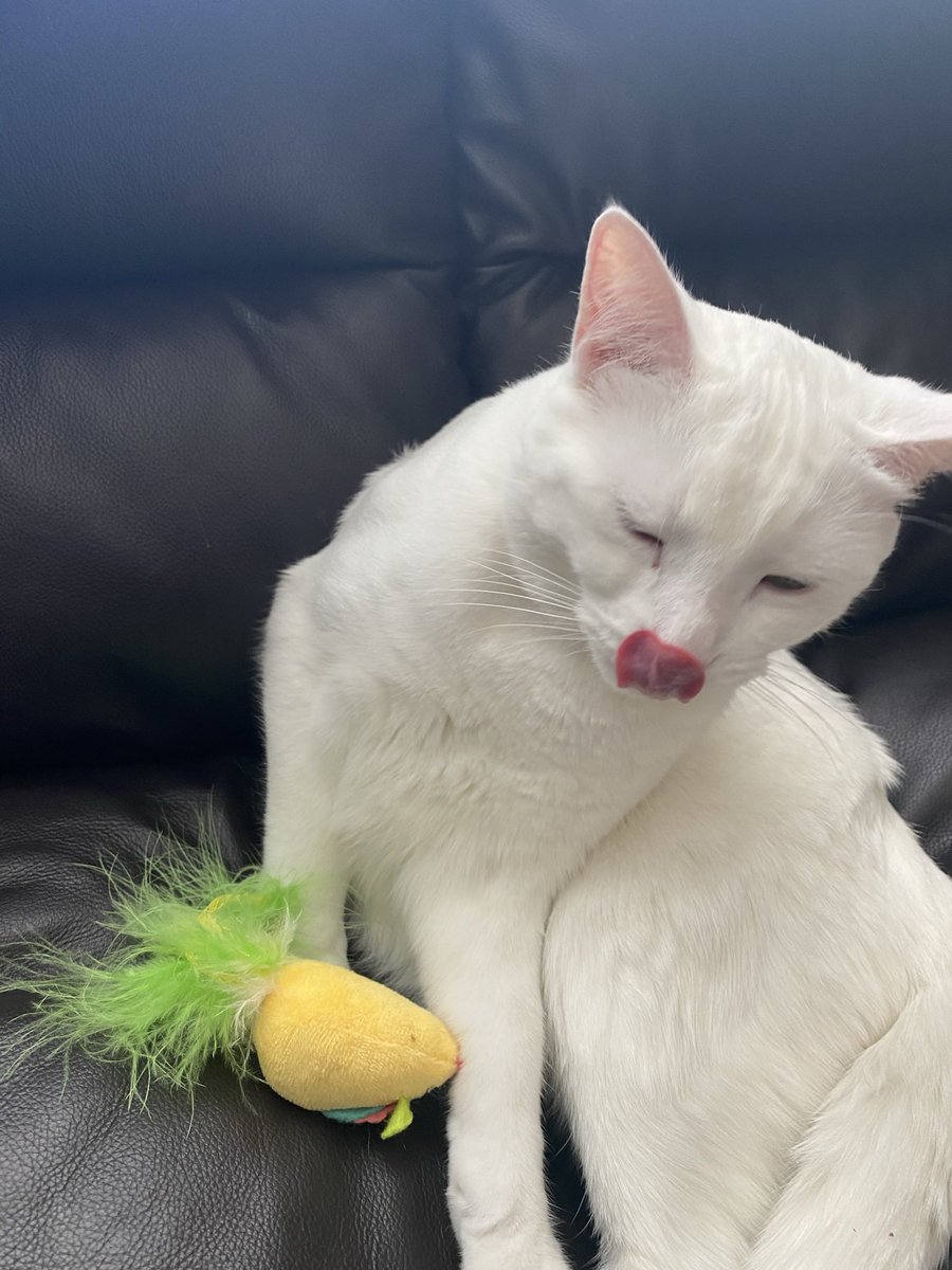 MrsSchwarbs's tweet photo. @breakfasttv @petvalu https://t.co/bfKkGnjISH