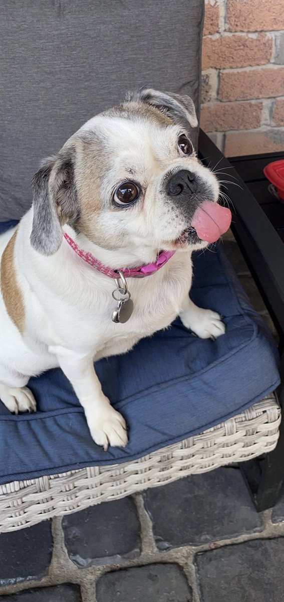 MrsSchwarbs's tweet photo. @breakfasttv @petvalu https://t.co/bfKkGnjISH