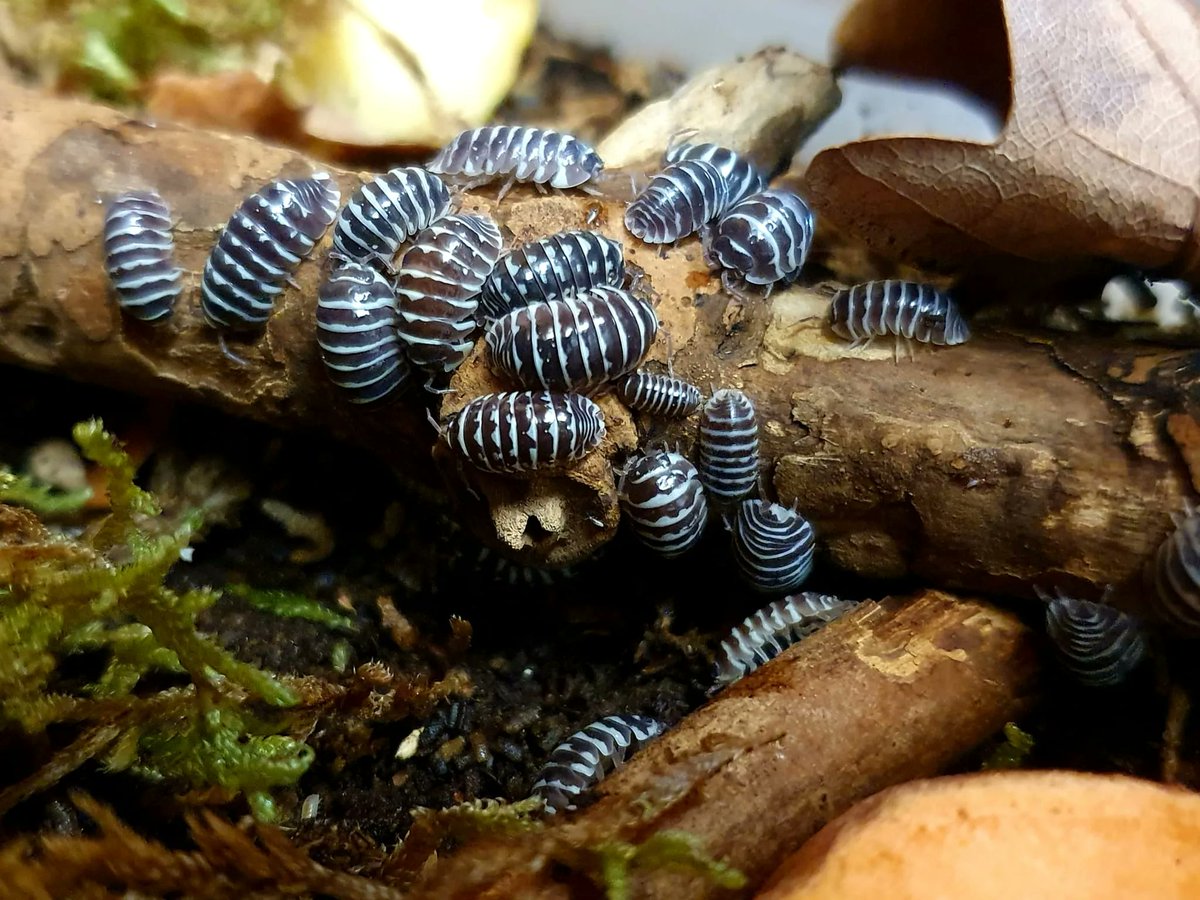 TerraristikL's tweet photo. A.maculatum -Zebrarollasseln... es sind sehr gemütliche und zeigefreudige Zeitgenossen. Sie und andere Asselarten findest du in der Lorica in Zofingen! 
#isopods #woodlouse #armadillidium #bug #pillbug https://t.co/OLVG2pClvG