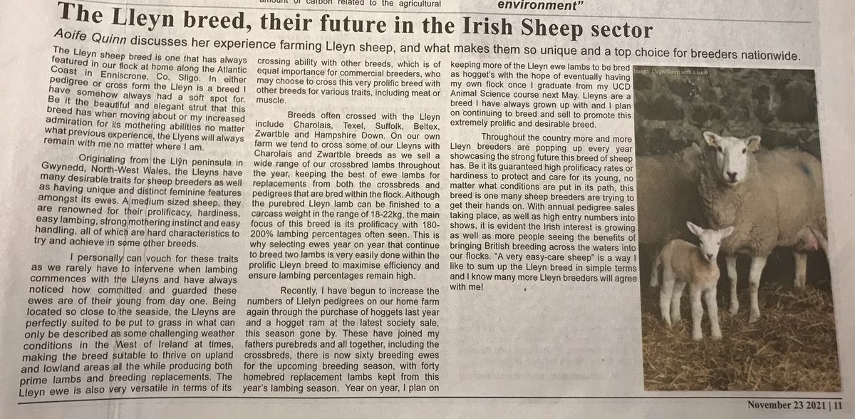 aoifequinn9's tweet photo. A big thank you to @UCDObserver &amp; @WoodsHan99 for asking me to compile a piece to feature in this months paper about the Lleyn sheep breed. I jumped at the opportunity of being able to promote &amp; speak about this wonderful breed &amp; it’s huge potential within Ireland. @lleynsheepIre https://t.co/YCVk3WicyF