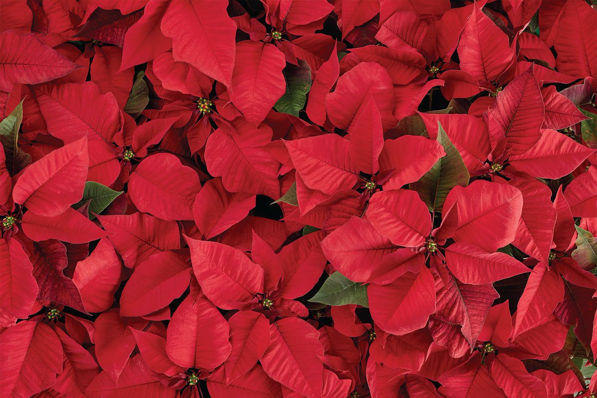 Don’t forget to pick up your poinsettias for the season—$1.98 in store through 12/1. While supplies last.