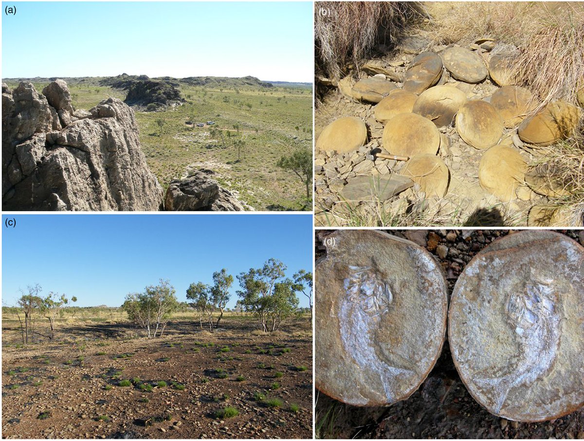 GeolSoc's tweet photo. Discoveries from the Late Devonian Gogo Formation, have provided insights into the origin and evolution of many unique gnathostome features such as the origins of teeth and internal fertilisation.
Read Open Access on Lyell: https://t.co/xirsm1AYXx
#FossilFriday #Lagerstatten https://t.co/1xJMQdIR4i