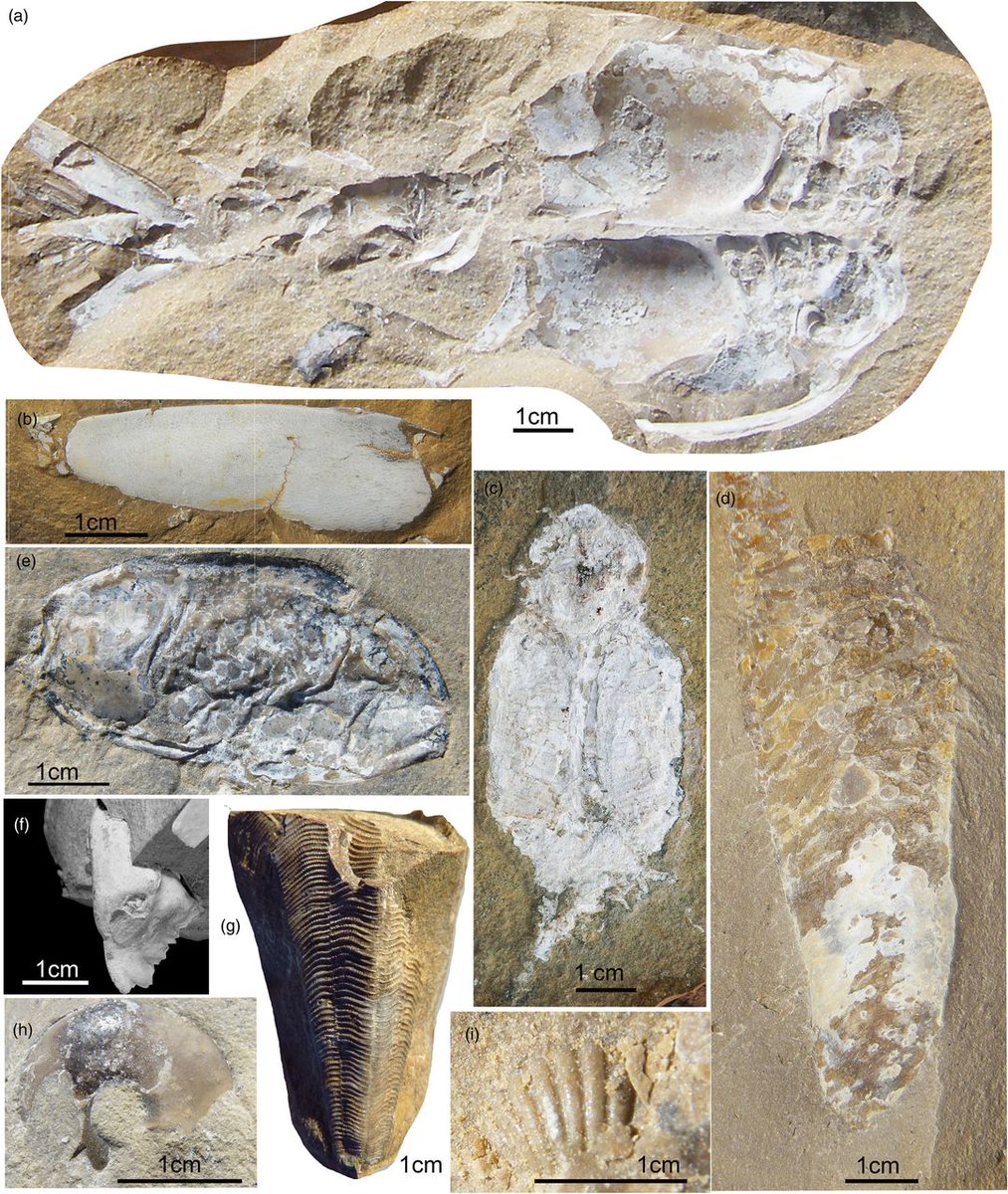 GeolSoc's tweet photo. Discoveries from the Late Devonian Gogo Formation, have provided insights into the origin and evolution of many unique gnathostome features such as the origins of teeth and internal fertilisation.
Read Open Access on Lyell: https://t.co/xirsm1AYXx
#FossilFriday #Lagerstatten https://t.co/1xJMQdIR4i