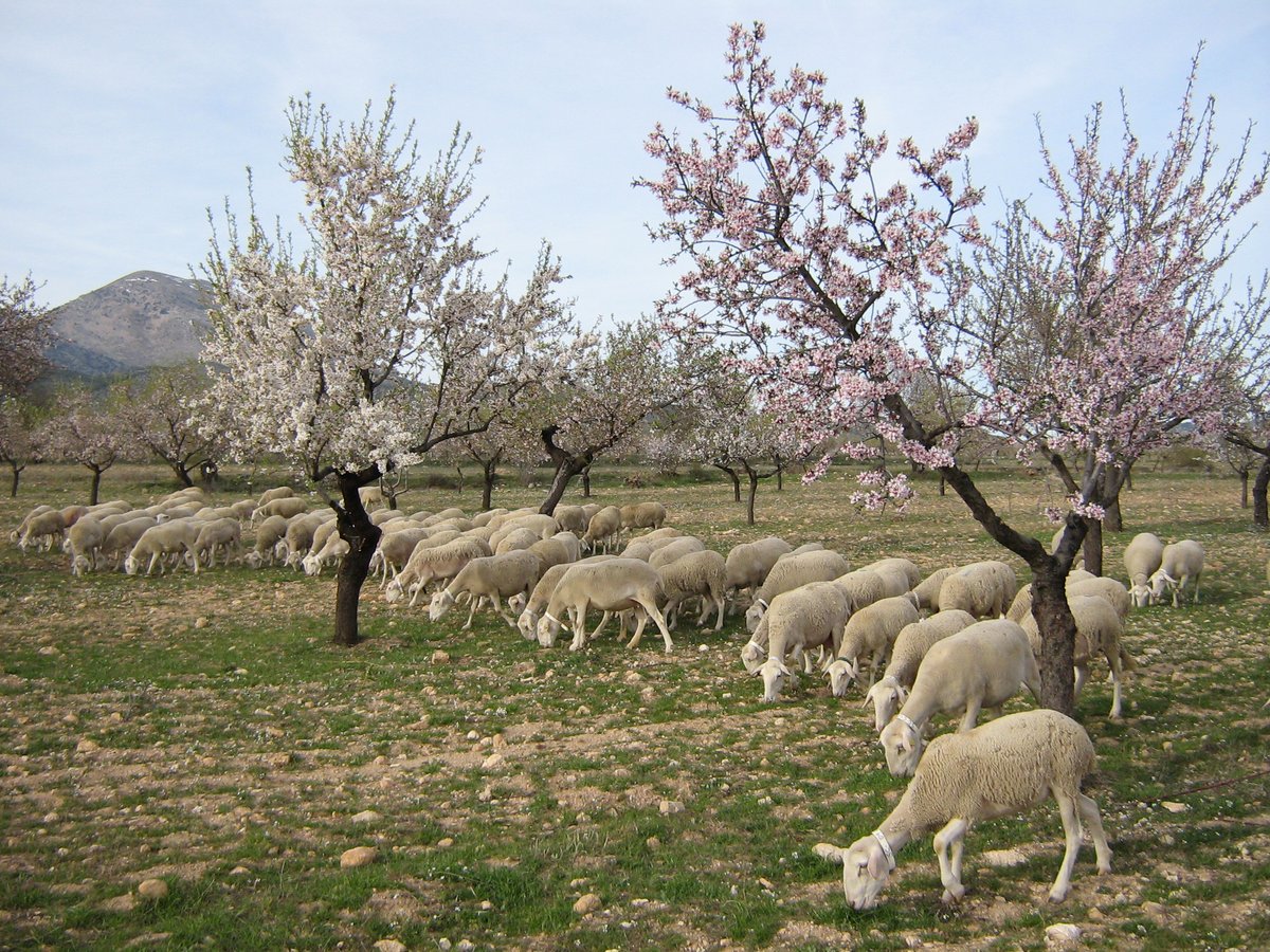 As the ISVA virtual meeting concludes, let's enjoy a beautiful image from Javier Moreno Vargas and A.N.C.O.S of Seguereño sheep grazing among almond trees in south-eastern Spain. Find the image and text on page 19 of the book! #congresoSEOC2021 @Sheepvetsoc @Moreduncomms